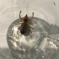 Beautiful Solifugid