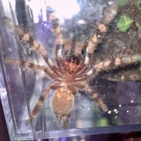 P. Regalis