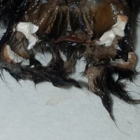 Avicularia avicularia