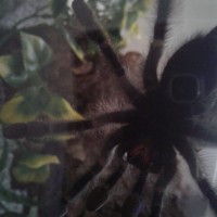 5" Avicularia avicularia [ventral sexing] [2/2]