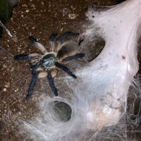 M. Balfouri