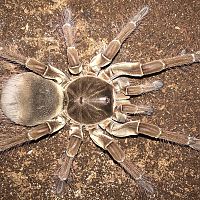 7”-7.25” Female Theraphosa stirmi (Burgundy Goliath Birdeater)