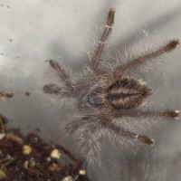 P. Metallica sling