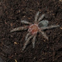 Grammostola cf. pulchra