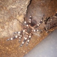 1.0 A. geniculata