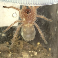 Grammostola rosea [ventral sexing]