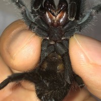 G.pulchra sexing