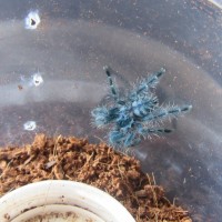 Caribena versicolor