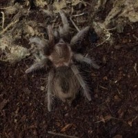 Sold As Brachypelma vagans