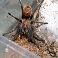 Chromatopelma cyaneopubescens sling