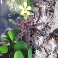 C. versicolor juvenile