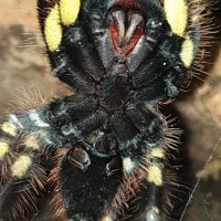 Poecilotheria ornata [ventral sexing]