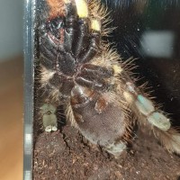 Poecilotheria ornata [ventral sexing]