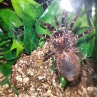 Grammostola pulchripes