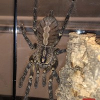 P. ornata 6.5" DLS female