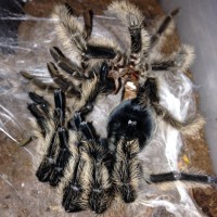 0.1 B. albopilosum Nicaragua Freshly Molted