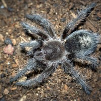 Grammostola sp. Formosa Juvenile Female - 2.5"