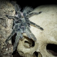 Thrixopelma ockerti Adult Female - 5"