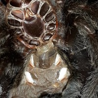 2" Grammostola pulchra