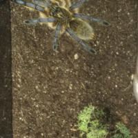 Harpactira pulchripes [dorsal sexing]