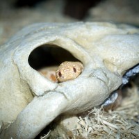 Western Hognose Juvenile Female - Bianca