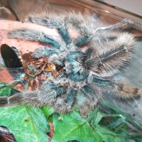 Avicularia sp. Kwitara river