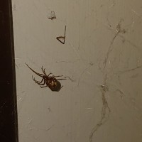 Brown Widow?