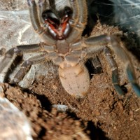 C. Lividus Emerald green.