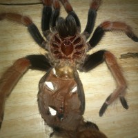 Brachypelma boehmei female