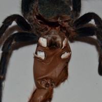 Chromatopelma cyaneopubescens