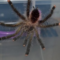 Avicularia aurantiaca