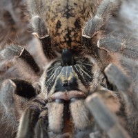 Ceratogyrus marshalli