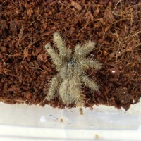 Stromatopelma calceatum