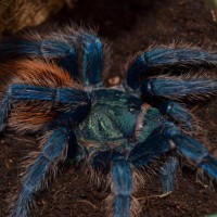 Chromatopelma cyaneopubescens