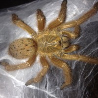 0.1 P. murinus Freshly Molted