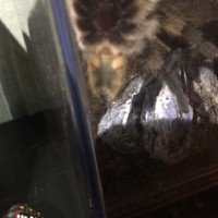 Harpactira pulchripes [ventral sexing] [3/4]