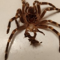 A.geniculata male or female?