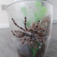 P. Regalis