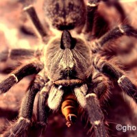 C. darlingi eating a superworm