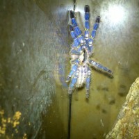 Poecilotheria metallica