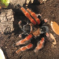 Brachypelma boehmei 5-6” dls