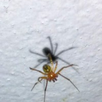 Identify this spider
