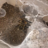 Harpactira Pulchripes