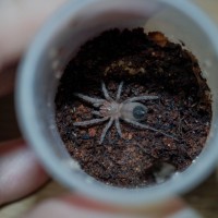 Eupalaestrus weijenberghi Spiderling