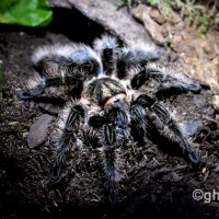 Brachypelma albopilosum