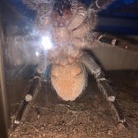 A. Seemanni Ventral Double Check