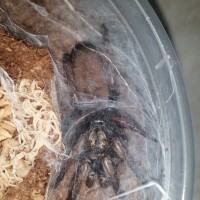 My first spider!