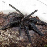 Freshly Molted ♀ Phormictopus sp. "south Hispaniola" (2"+)