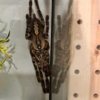 Poecilotheria ornata