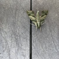 Unknown moth species Flesherton Ontario